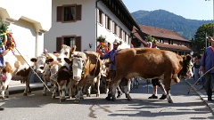 2016-09 Simonswald Almabtrieb (29)